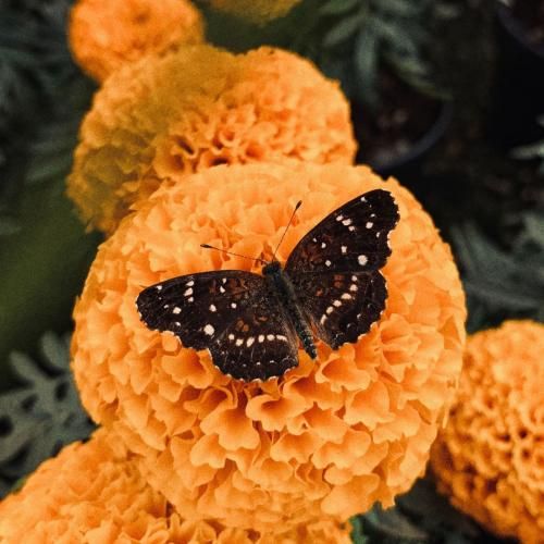 دانلود آهنگ امانت پروا