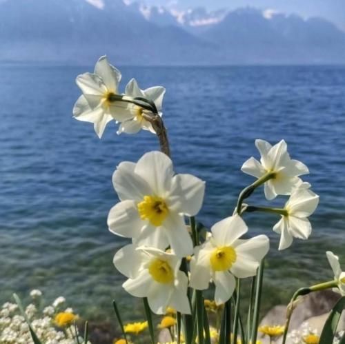 دانلود آهنگ کارات خنده دارن چارلی چاپلین سرد شدی بد شدی