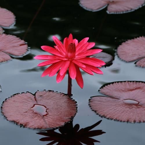 دانلود آهنگ چشم عسلیه من تو که مرا خوب فهمیدی (ترکی معروف)