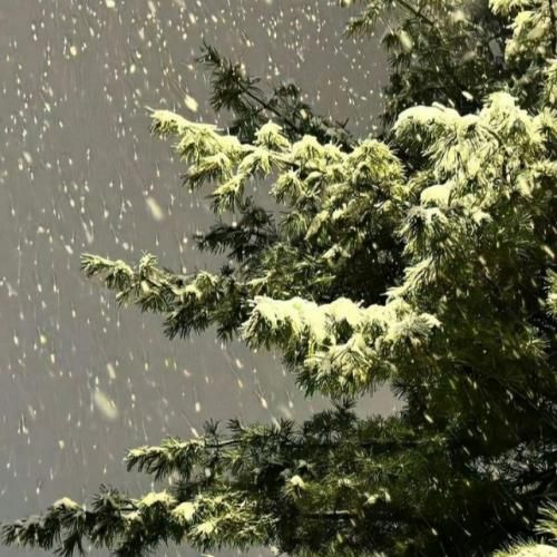 دانلود آهنگ دوای تو سمیرا کارزان