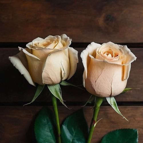 دانلود آهنگ فیسش نچراله ولی سلیقمه کلا یک و شصت قدشه