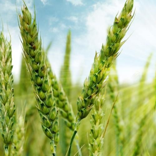 دانلود آهنگ کسی منو درک نکرد مثلت نمیام بیرون هرشب