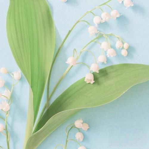 دانلود آهنگ بگو حال میکنی یا نه میسپاری دل مارو