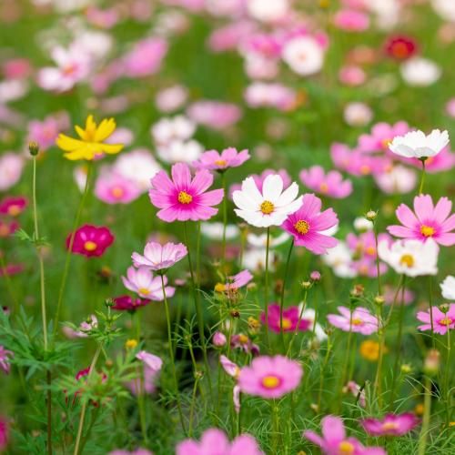 دانلود آهنگ مامان دیدی چجوری این دلمو تقصیر خودمه