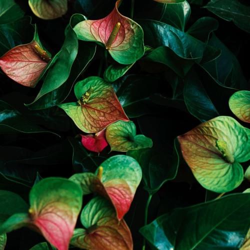 دانلود آهنگ روزای روشن خداحافظ سرزمین من خداحافظ