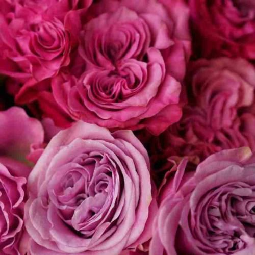 دانلود آهنگ فراقت بر دلم بار کمی نیست مهسا خسروانی