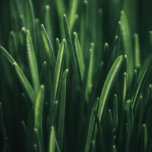 دانلود آهنگ نبهسم رود حجله ی شادی رود نکردی رود رخت