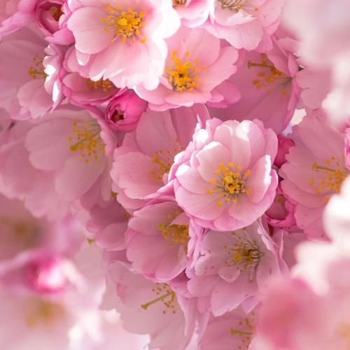 دانلود آهنگ لای لای من به جای تو شکستم مهسا خسروانی