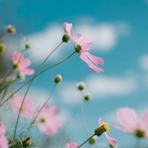 دانلود آهنگ دودمانت به باد میره دهن ما واشه