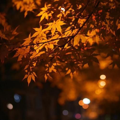 دانلود آهنگ ما درد مشترک شدیم در این هیاهوی زمین فاطمه مهلبان