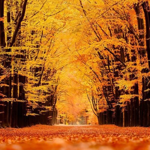 دانلود آهنگ در کشور آتش زده در خانه ی ویران با صدای دختر