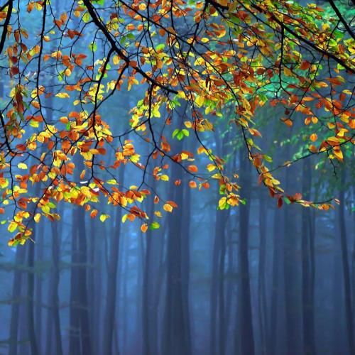 دانلود آهنگ گوسفندا دخیل میبندن به قفس گرگ نفرت میچکه