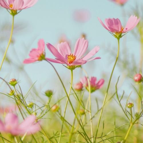 دانلود آهنگ ته خواهونی فاطمه مهلبان