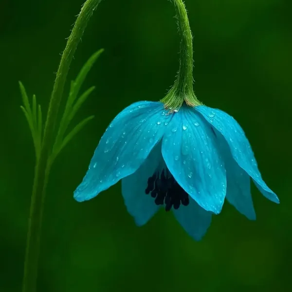 دانلود آهنگ آره خودم فداتم فدای اون چشاتم با صدای زن (هوش مصنوعی)
